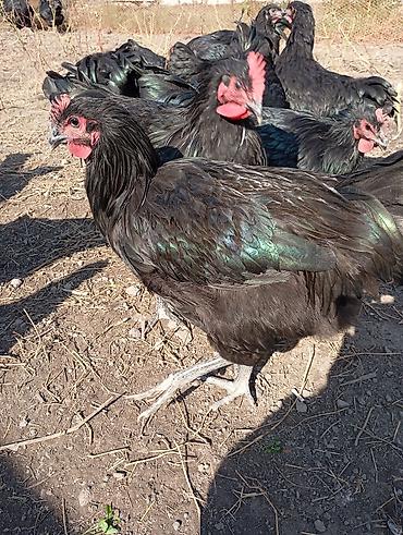 Куры, петухи: Продаю | Куры | Для разведения at lalafo.kg — 10 Куры, петухи: Продаю | Куры | Для разведения — 10