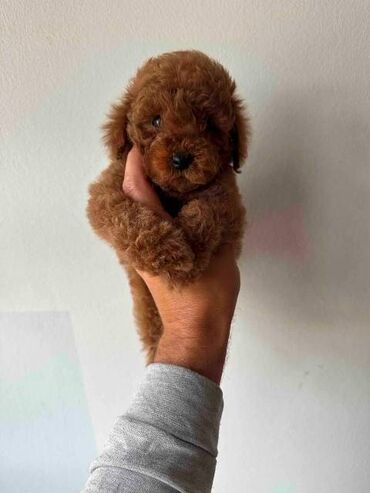 Psi: Crvene i aprikot patuljaste pudle Crvene i aprikot mini/patuljaste — 3