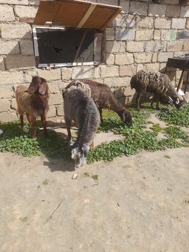 keci qiymeti: Salam damazıq 2 qoyun bir keci 1 erkəy keci satlır 830 m qiymətə körə