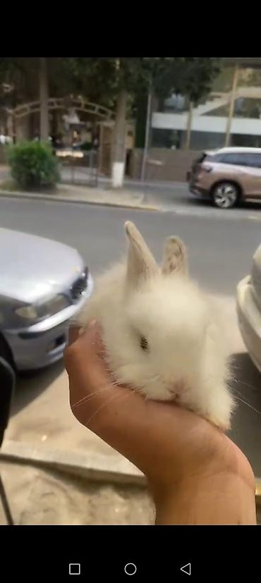 cucə şəkilləri: Ağ tüklü miniatür dekorativ dovşan - Uzun, yumşaq tüklü, kiçik ölçülü — 4