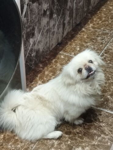 zıvanok it: Pekines, 2 ay, Erkek, Cütləşmə üçün, Ödənişli çatdırılma