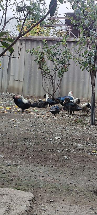 yasilbas ordək: Erkək, Damazlıq — 2