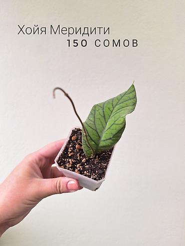 растения в аквариум: 🌿 Комнатные растения/цветы (детки/молодые растения). 🪴 Названия и цены — 6