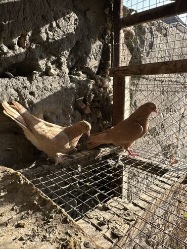 Птицы: Продаю голубей!!!! На фото представлены голуби разных пород. Цены на — 14