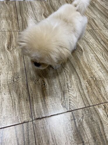 İtlər: Pekines