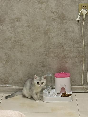 pisik satilir: Şinşilla, Dişi, Yaxşı əllərə — 2