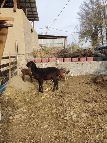 продаю музоо торпок корова самка бык самец айрширская ангус алатауская на забой для разведения на откорм племенные нетель привязанные: Продаю | Овца (самка) | Для разведения | Матка
