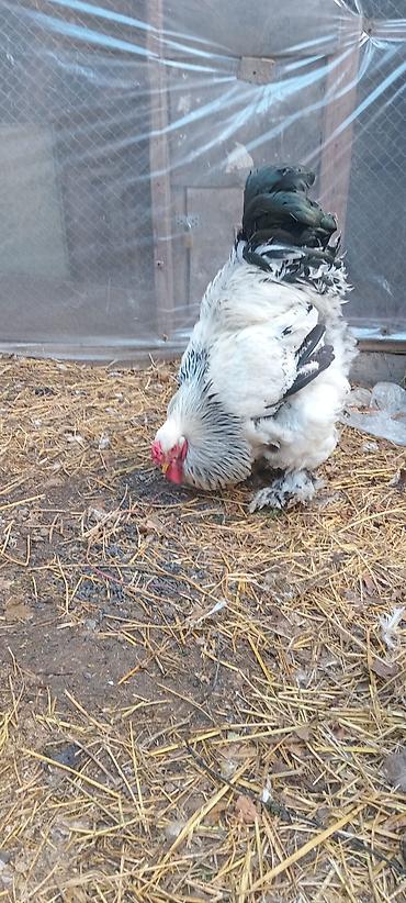 Toyuqlar: Toyuq, Brama, Damazlıq — 9