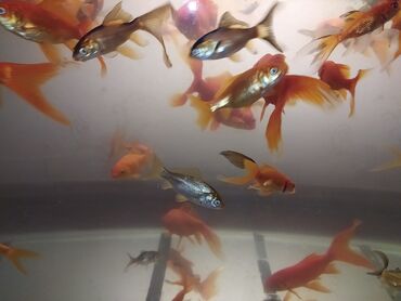 akvarium baliq: QIZIL BALIQ