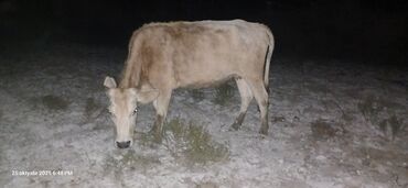 simmental inəklər: Dişi, il: 4, 250 kq, Südlük, Ünvandan götürmə