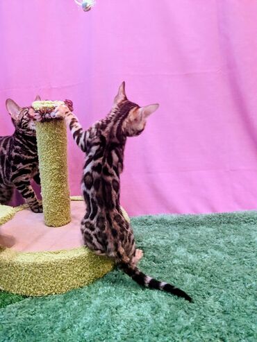 Продажа кошек: Бенгальская, 2 месяца, Мальчик, Приучена к лотку, Проглистована, С документами — 9