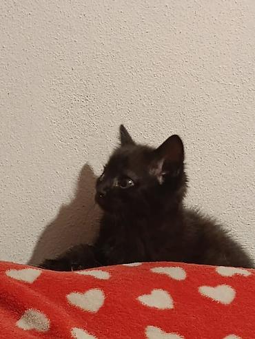 Отдам даром кошку: Котята девочки мальчики 1,5 месяца (серые мальчики, чёрно-белым — 22