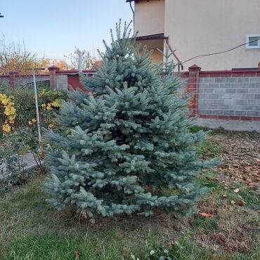 декоративный голубой ель: Саженцы деревьев: Ели, Самовывоз