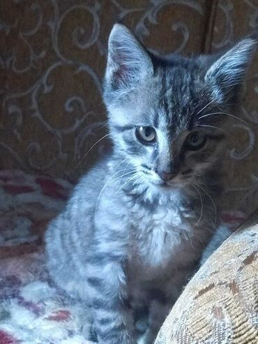 Продажа кошек: Американская короткошёрстная, 2 месяца, Девочка, Серый, Приучена к лотку