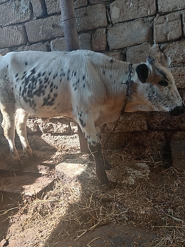 Temiz cins danadir sagalm yeyimcil danadir