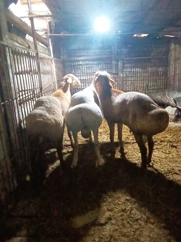 Бараны, овцы: Продаю | Овца (самка) | Гиссарская, Арашан | На забой, Для разведения | Осеменитель