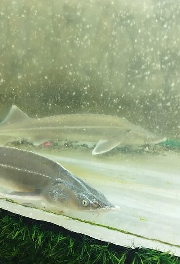 Аквариумы: Мы находимся а Беловодске! Аквариумные рыбки! черепахи тритоны !!!! — 13