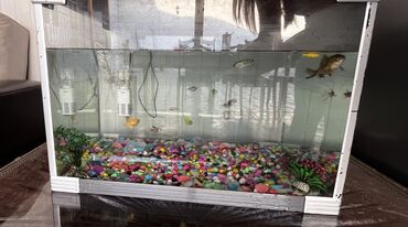 Bu akvarium balıqları evdə və ya ofisdə akvarium üçün uyğundur