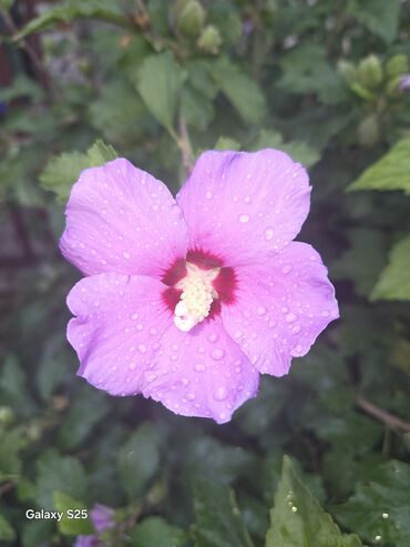 Aksesoari za kosu: Ukrasni leptir šnala – roze - Dekorativni leptir u intenzivnoj roze — 12