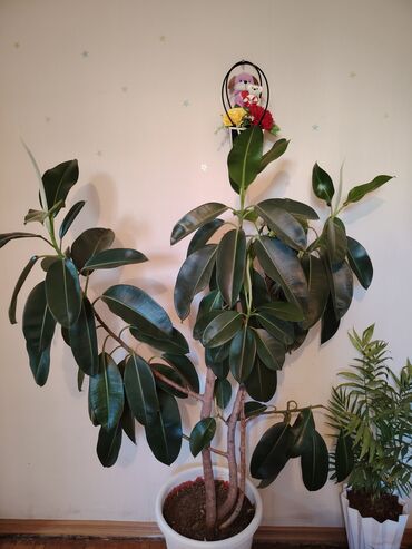 yaşıl: Enli, tünd yaşıl yarpaqları olan Ficus elastica bitkisi. Otağa təbii