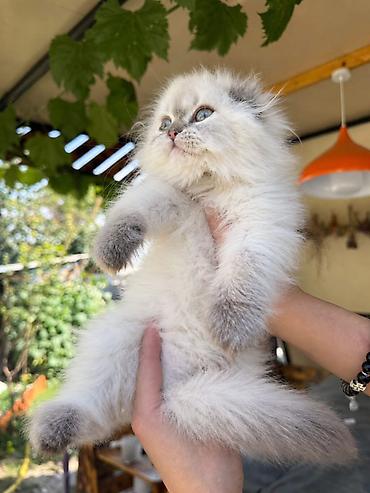 кошка потеряна найдена в бишкеке: Скотиш Фолд (Шотландская вислоухая), 2 месяца, Девочка, Серебристая шиншилла, Приучена к лотку, Проглистована, С документами — 3