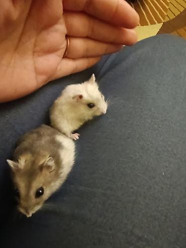 hamster qiymetleri: Hamsterlər – cırtdan növ (cütdən və ya ayrı-ayrılıqda) 30 ədətdi - — 7