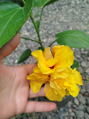 kol bitkiləri: Hibiskus (Çin qızılgülü) saksı bitkisi - Parlaq qırmızı, iri və — 3