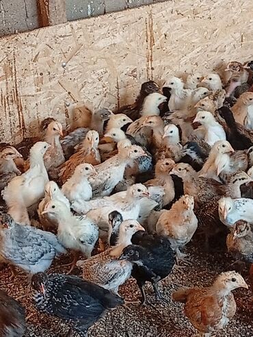 Птицы: Продаю цыплят больше месяца