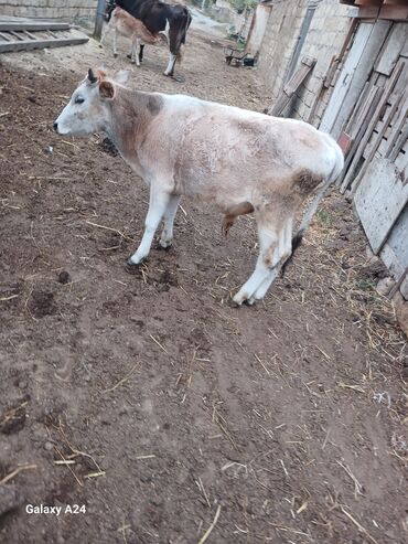 simmental inək cinsi: Satlıq buzov - Növ: mal-qara, erkək buzov - Rəng: ağ-qəhvəyi qarışıq