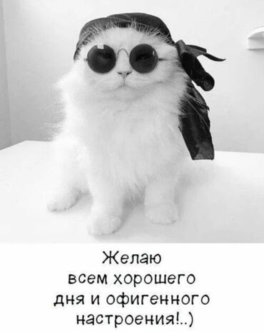 сиамские котята бесплатно: Мышык бекер берилет: Экзотикалык, 2 айлык, Ургаачы, Эмделген