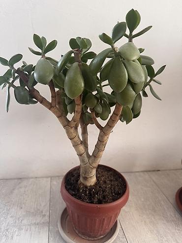 прокол земли: Комнатные растения в горшках 1) Спатифиллум (Spathiphyllum) в — 2