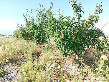 черный принц фикус: 🌳. Продаю #Сад #үлүш жер) #бак дача) общая площадь 3гектар — 7