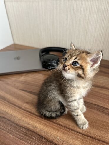 Pişiklər: Şinşilla -da lalafo.az — 2 Pişiklər: Şinşilla — 2