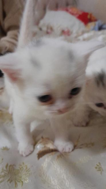 Pişiklər: Erkək, Dişi, Yaxşı əllərə, Ünvandan götürmə, Ödənişli çatdırılma, Rayonlara çatdırılma — 1