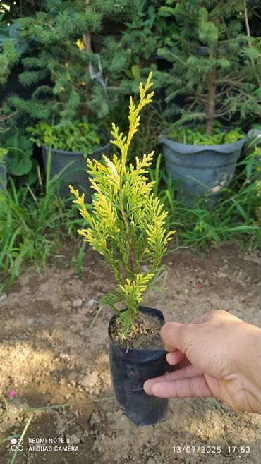 3d kafel metlax: Leylandıra gold yolka şitilleri sifariş üçün əlaqə saxlaya bilərsiz