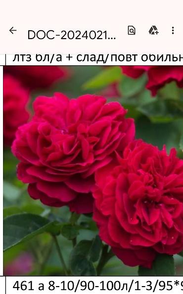 Садовые цветы и кустарники: Корни роз - Крупноцветковая чайно-гибридная роза с — 57