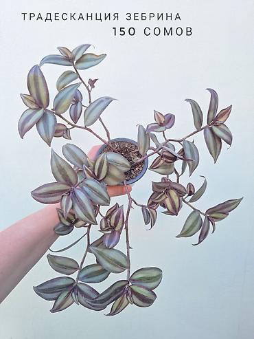 растения комнатные: 💚 Комнатные растения (детки/молодые растения). 🪴 Названия и цены — 5