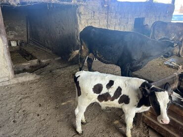 курица продаю: Уй музоосу менен сатылат 185,000 at lalafo.kg курица продаю: Уй музоосу менен сатылат 185,000
