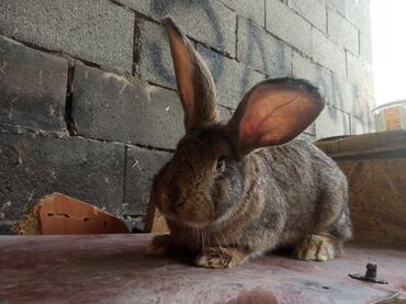кролики фландр: Продаю крольчиху молодую почти 5 месячная порода фландр чистокровная