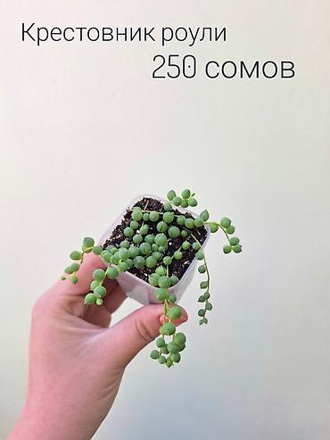 Другие комнатные растения: ~Комнатные растения/цветы (детки/молодые растения/взрослые — 7