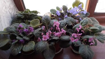 Otaq bitkiləri: Afrika bənövşəsi (Saintpaulia) kolleksiyası - Rəng çeşidi: açıq — 2