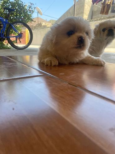 kreditle it satisi: Pekines, 1 ay, Dişi — 4