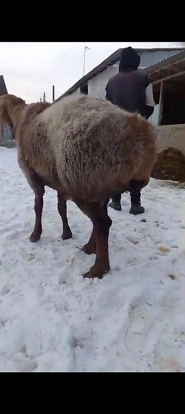 Баран, овца: Продаю | Баран (самец) | На забой | Племенные — 6