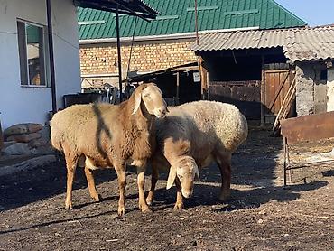 животные кот: Продаю | Баран (самец) | Для разведения | Племенные — 8