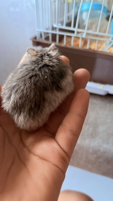 i̇ran qefesi: 3 aylıq biri boz biri qara hamster əli dişləmir çarxda fərlanmağı