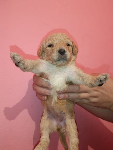 Digər kənd təsərrüfatı heyvanları: Pudel balaları satılır. iki həftəlikdililər. 1 ay yarımında götürə — 1