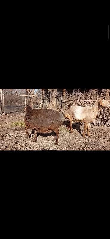 Баран, овца: Продаю | Овца (самка) | Для разведения | Матка — 1