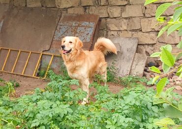 Retriever, 3 il, Erkek, Peyvəndli, Ünvandan götürmə