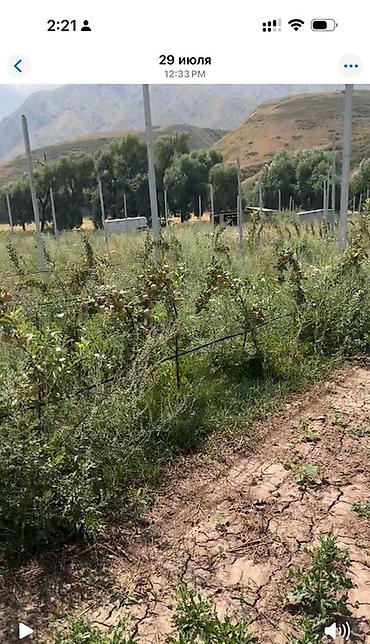 Земельные участки: 200 соток, Для сельского хозяйства, Договор купли-продажи — 3