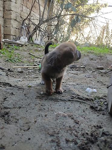 İtlər: Zvonok, 1 ay, Dişi — 18